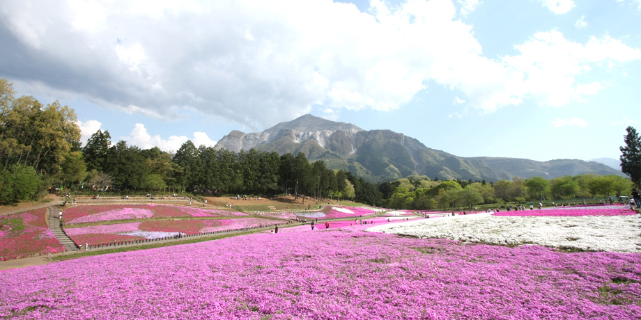 Moss Pink (Hitsujiyama Park)