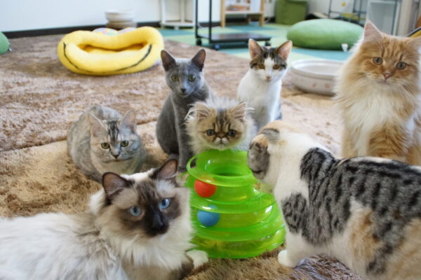 ねこあそび